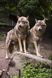 two brown wolves standing on ground thumbnail