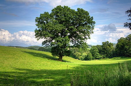 green grass land and trees thumbnail