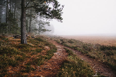 pathway between grasses near trees thumbnail