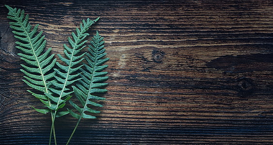green Boston fern plant thumbnail