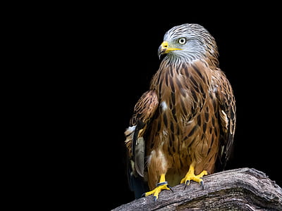 photo of brown eagle thumbnail