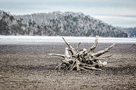 brown drift wood near seashore thumbnail