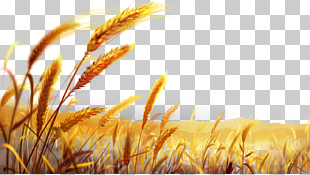 Durum Pasta Italian cuisine Wheat flour Dough, Beautiful golden wheat field, brown wheat field illustration PNG clipart