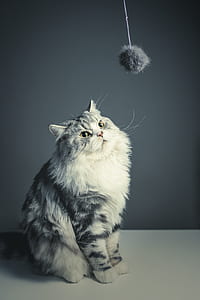 cat looking at gray fur ball thumbnail
