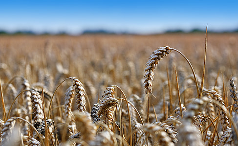 selective focus photo of wheats thumbnail