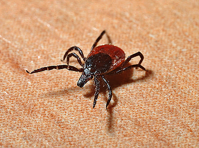 red and black dog tick thumbnail