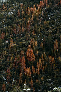 aerial photo of forest during daytime thumbnail