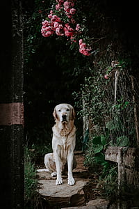 adult yellow Labrador retriever sitting near the pink flower thumbnail