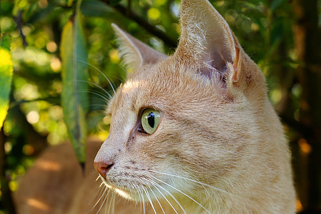 selective photography of orange tabby cat thumbnail