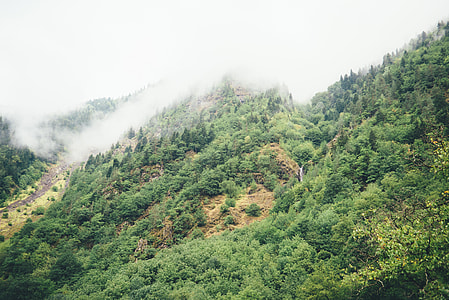 landscape photography of green trees at mountain thumbnail