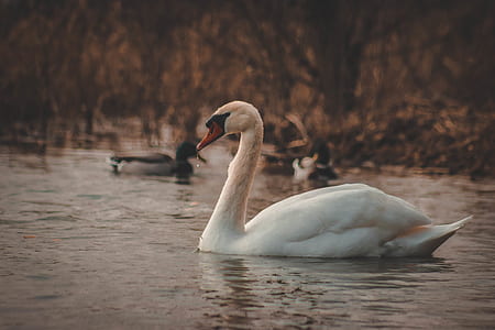 swan on body of water thumbnail