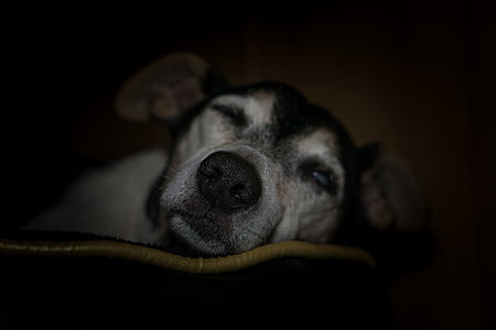 adult black and tan Chihuahua sleeping thumbnail