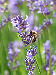purple lavender lot thumbnail