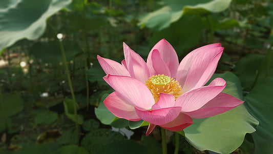selective focus photography of pink flower thumbnail