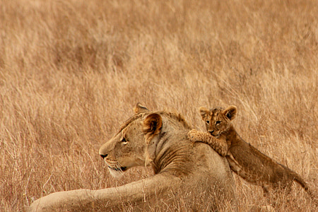 lioness and cub thumbnail
