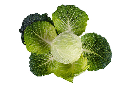 cabbage vegetable thumbnail