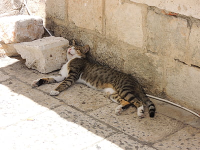 gray, white, and orange cat lying on floor thumbnail
