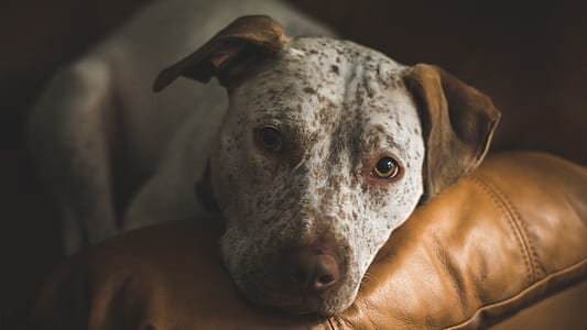 close view of white and brown dog laying on brown leather sofa thumbnail