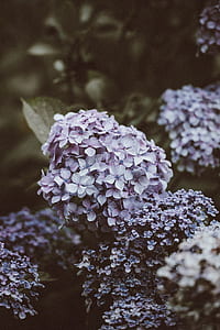 lowlight photo of closed up purple petaled flowers thumbnail