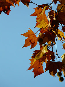 Leaves, Maple Leaved Plane thumbnail