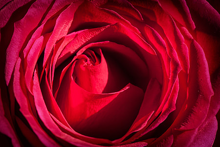 Close-up macro shot of a red rose flower thumbnail