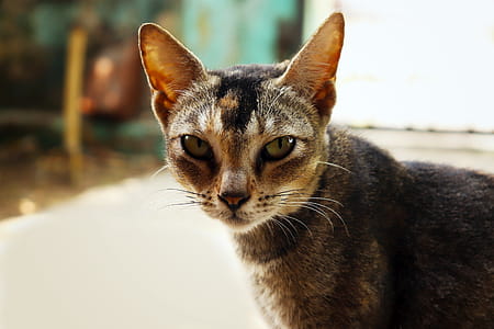 Brown and Black Cat Facing Camera thumbnail