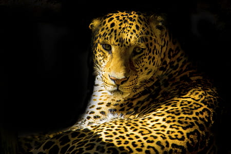 selective focus of leopard thumbnail