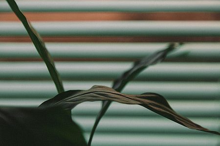 shallow focus of leafed plant thumbnail