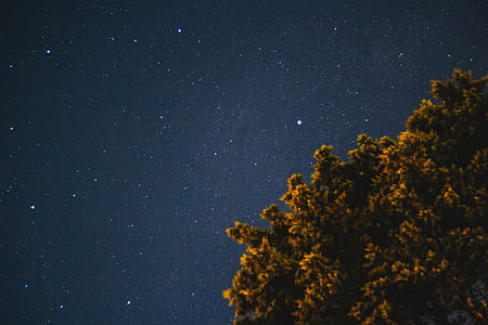 gray leaf tree under the starry skies thumbnail