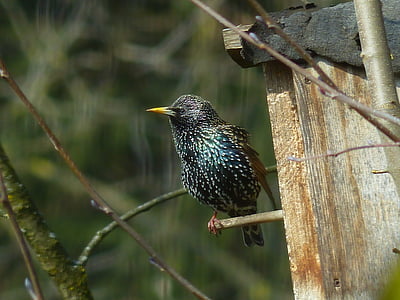 closeup photography of bird perched on tree thumbnail