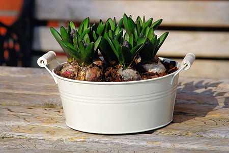 green leafed plant in white bucket vase thumbnail
