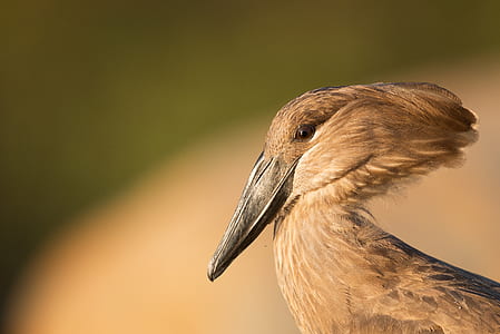 selective focus photography of brown long-beaked bird thumbnail