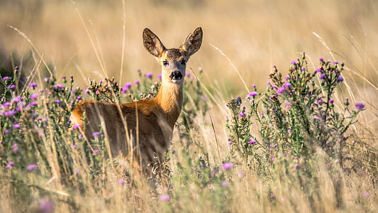 brown deer during daytime thumbnail