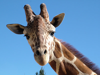 giraffe under blue clouds thumbnail