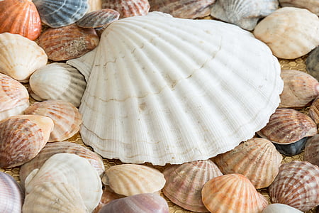 white sea shell thumbnail