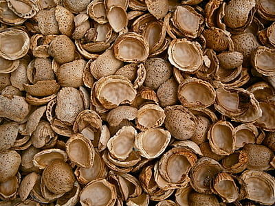 brown nut lot thumbnail