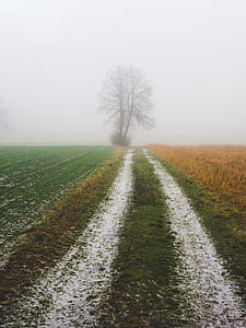 landscape photo of pathway surrounded by grass thumbnail