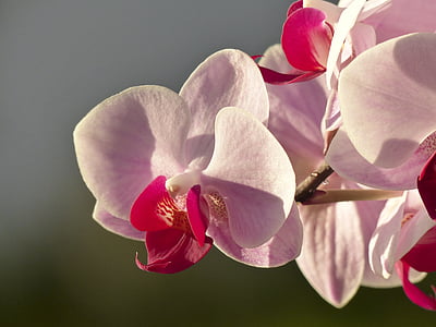 closeup photography of pink moth orchid thumbnail