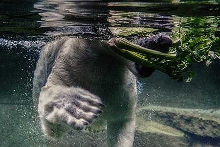 bear swimming underwater during daytime thumbnail