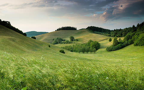 trees on grass covered hill during day thumbnail