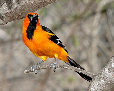 orange and black bird on gray branch thumbnail