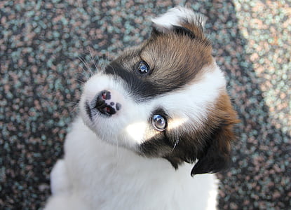 long-coated white and brown puppy thumbnail