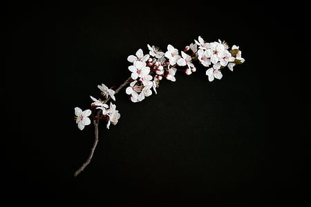 white flowers with black background thumbnail