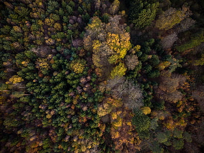aerial view of forest during daytime thumbnail