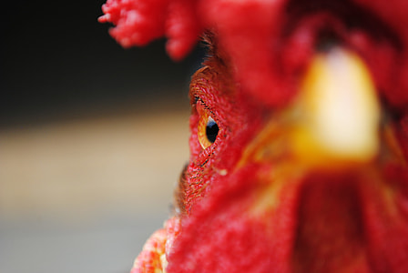 closeup photo of rooster head thumbnail