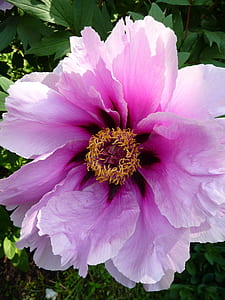 pink peony flower thumbnail