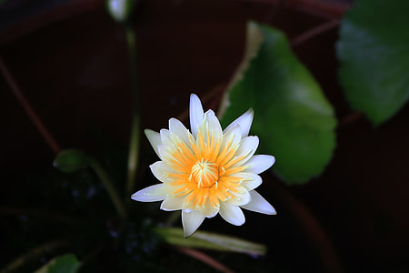 selective focus photography of white waterlily flower thumbnail