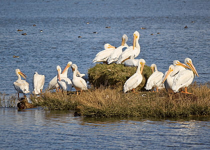 group of pelicans thumbnail