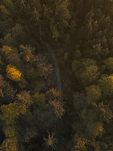 aerial photo of forest thumbnail