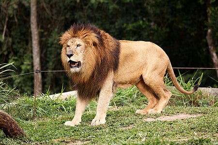 brown lion on grass field thumbnail